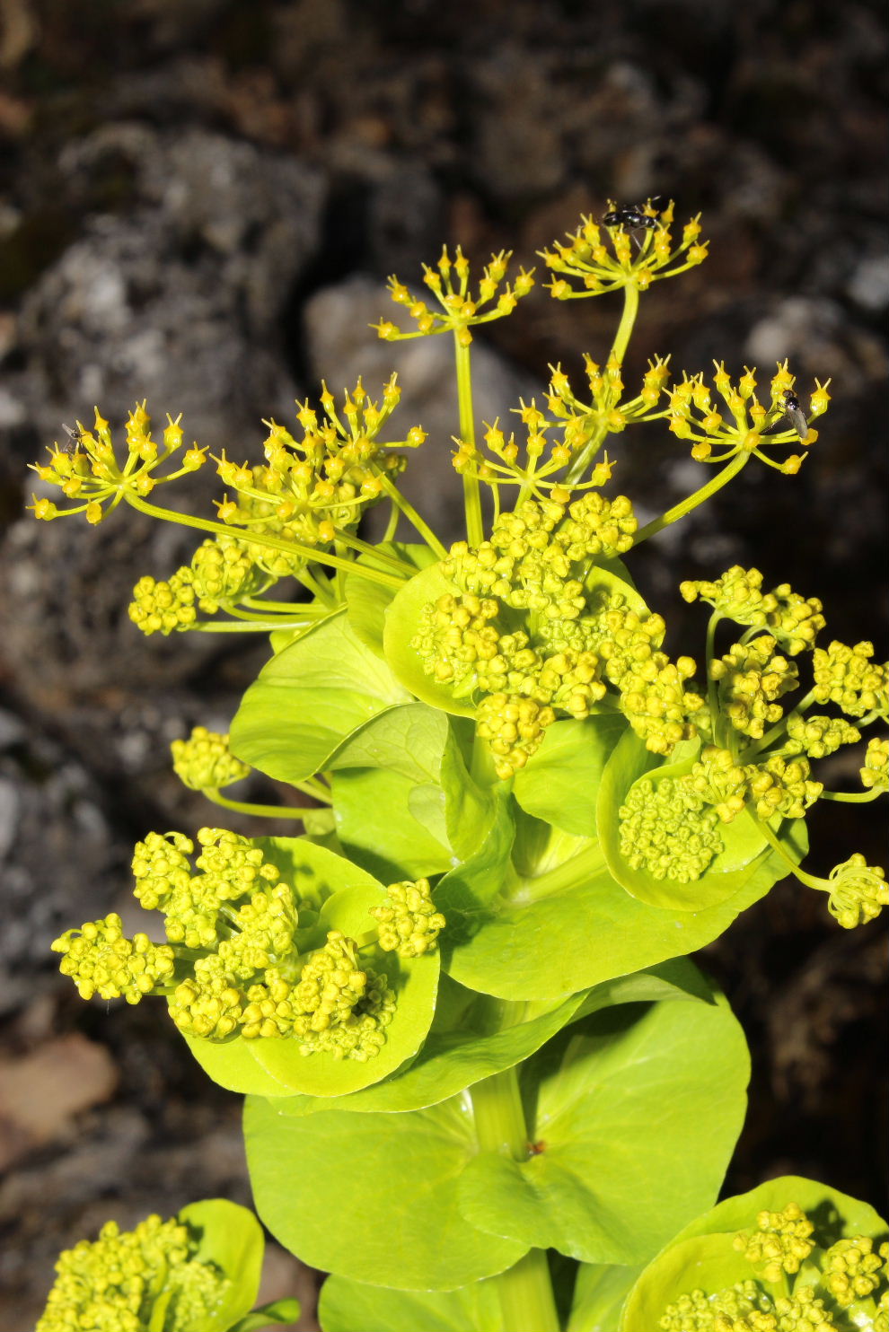 Smyrnium perfoliatum subsp. rotundifolium